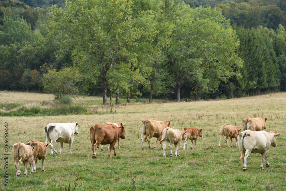 agriculture agricole culture ruralite ferme planete terre vert climat climatique vache bovin betail viande lait laitier Ardenne elevage bio secheresse eau