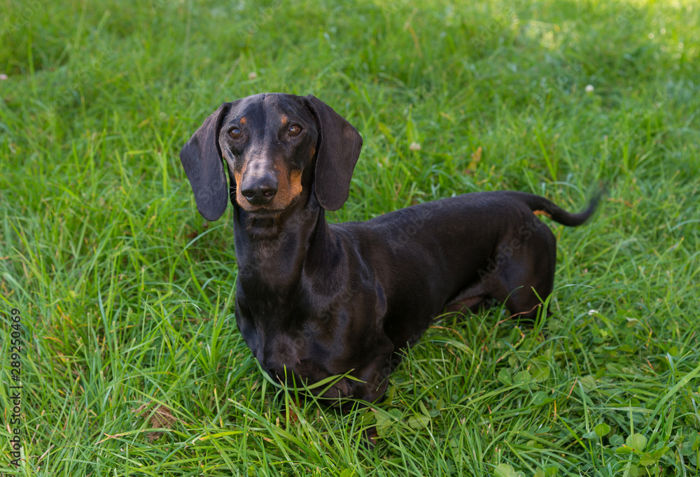 Black and tan dachshund is on grassy meadow in summer