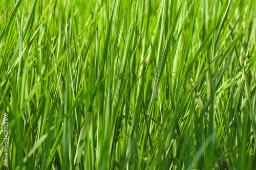 Green leaves of the paddy crop 