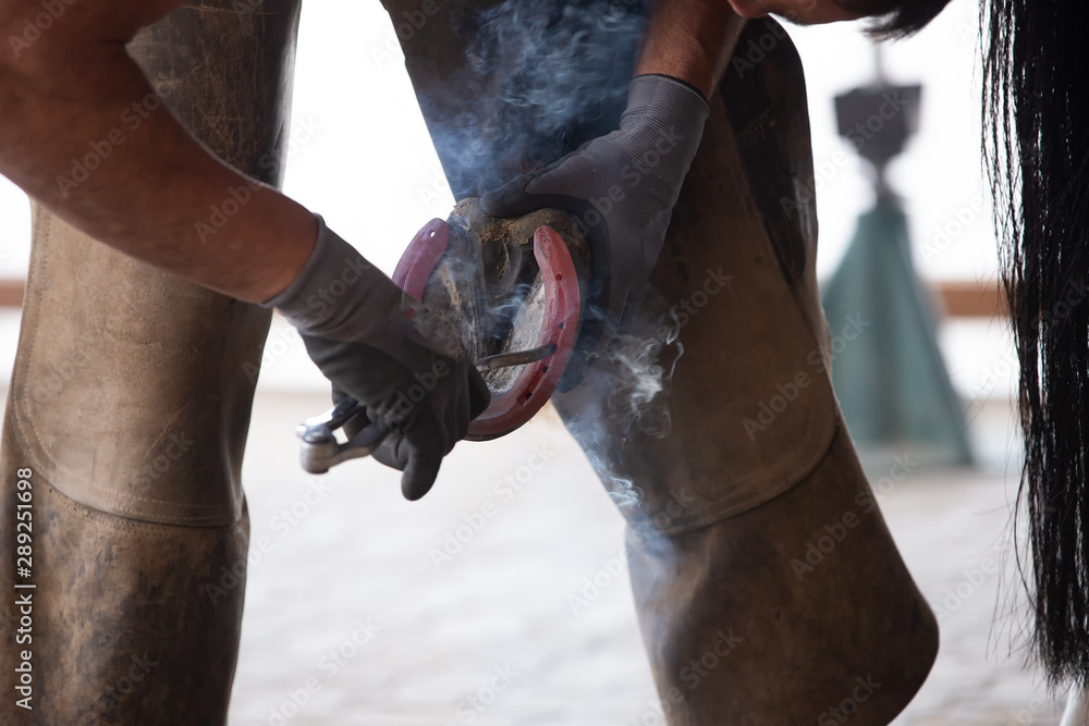Obraz premium Farrier at work, fogging a horse..