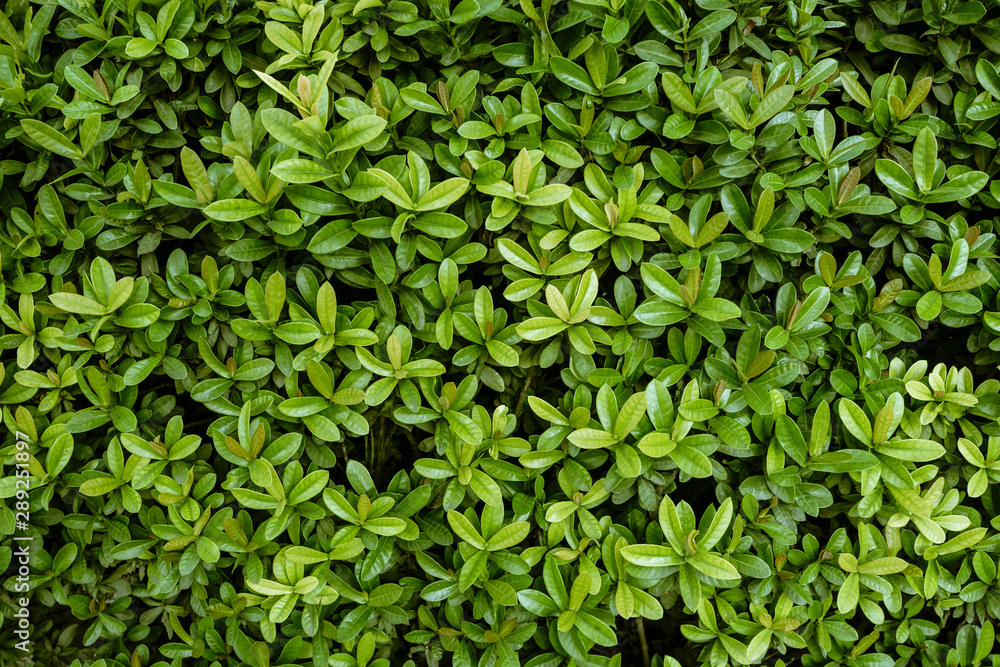 Fototapeta premium Green tiny leaves wall background