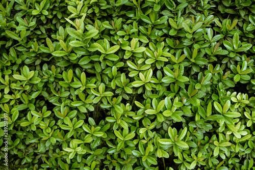Green tiny leaves wall background