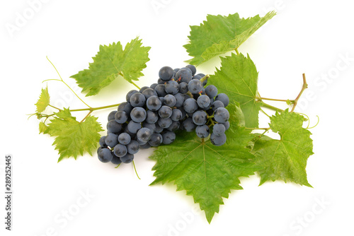 Dark blue grape bunch with leaves isolated on white background.