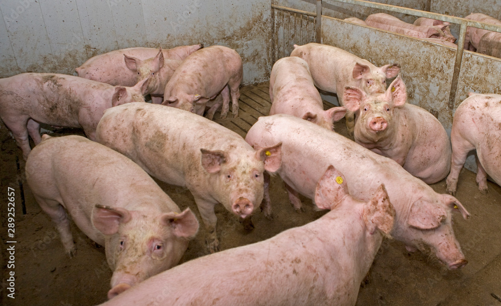 Pigs at stable. Pigbreeding. Farming Netherlands Pigs at stable. Pigbreeding. Farming Netherlands