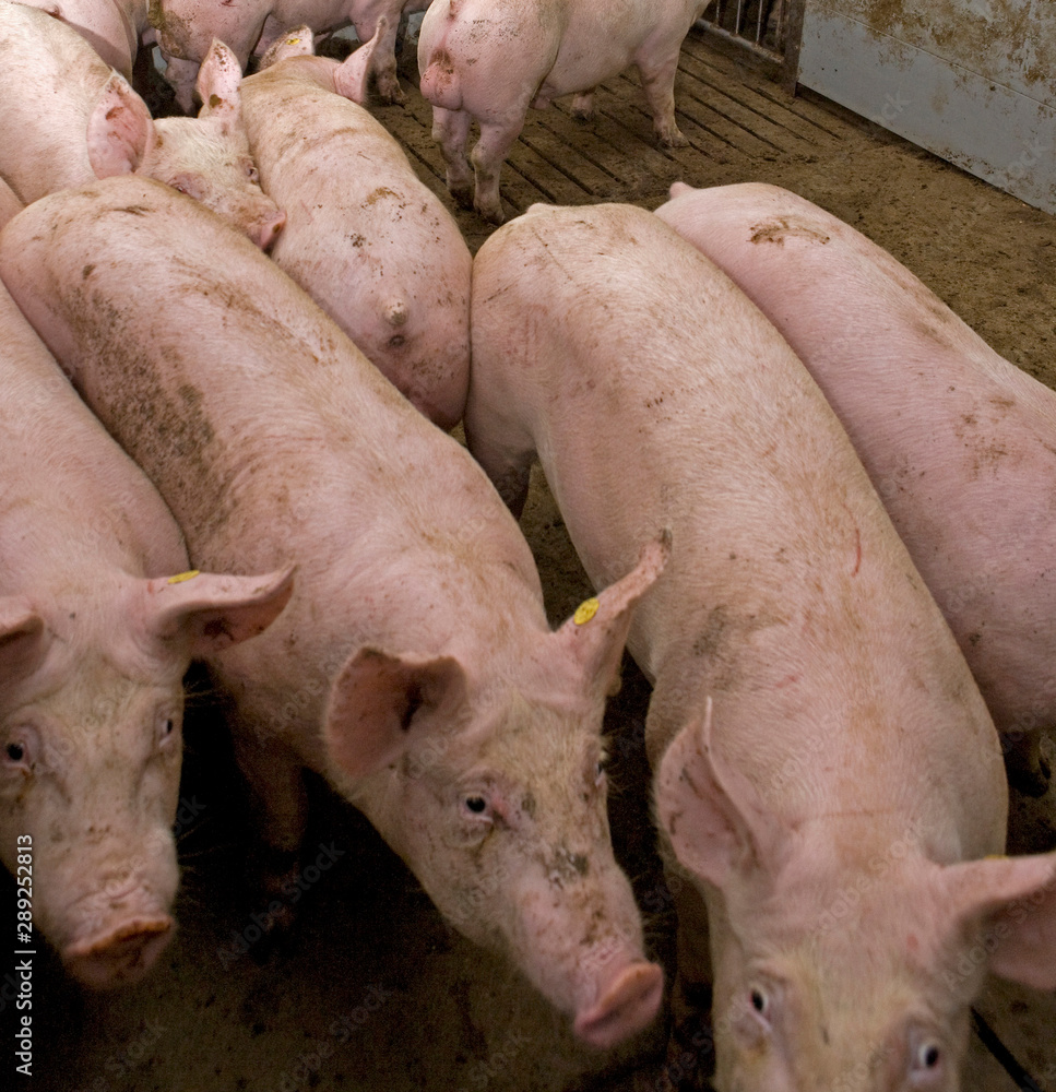 Pigs at stable. Pigbreeding. Farming Netherlands Pigs at stable. Pigbreeding. Farming Netherlands