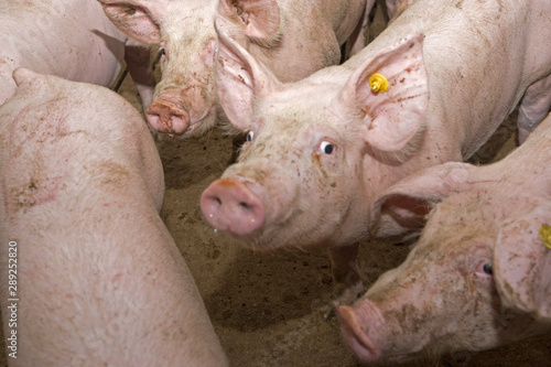 Pigs at stable. Pigbreeding. Farming Netherlands © A