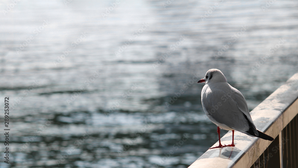 Fototapeta premium A seagull standing on a coastal railing and staring at the sea