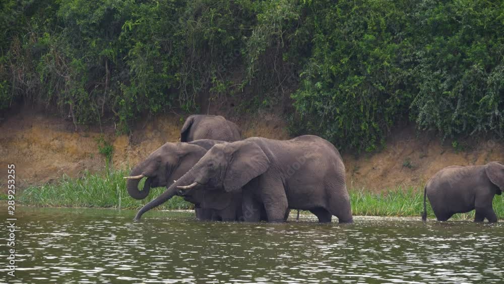 Elephants along the Kazinga Channel, Uganda Elephants along the Kazinga Channel, Uganda