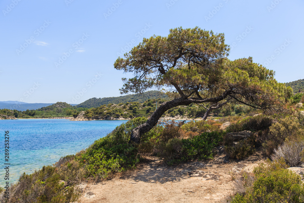 Summer Nature Landscape Summer Nature Landscape