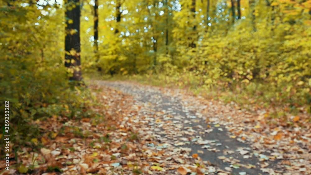 autumn in the park defocused, falling leaves autumn in the park defocused, falling leaves