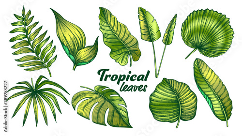 Tropical Leaves Color Set Vector. Exotic Jungle Tree And Bush Leaves. Element Of Beautiful Nature Botanical Plants Hand Drawn In Vintage Style Illustrations