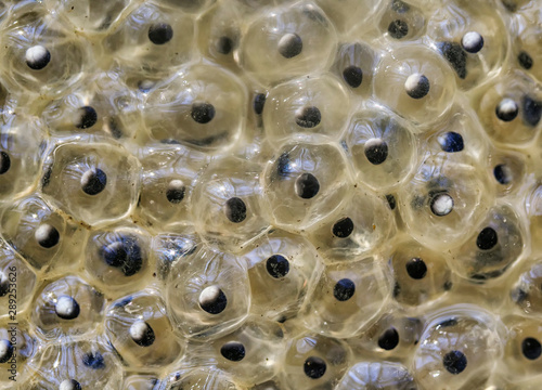 Photo background with texture of many transparent and slimy caviar with tadpoles depos