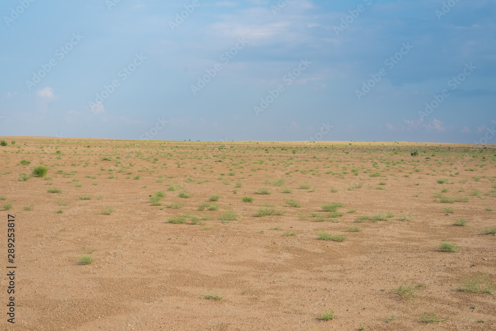 Green Grass in Thar Desert, Rajasthan, India