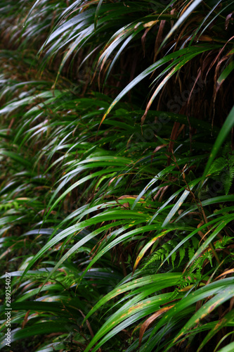 A hedge of the Japanese endemic reed Hakonechloa macra 