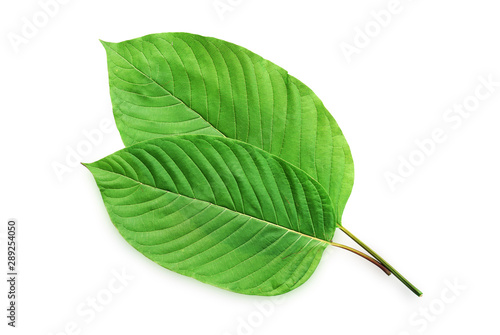 Mitragyna speciosa Korth. Located in the family Rubiaceae. It is a medicinal plant and is addictive.Isolated on white background this has clipping path. photo