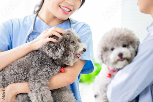 veterinarian at veterinary clinic