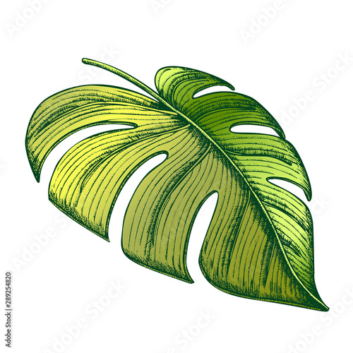 Monstera Tropical Exotic Leaf Hand Drawn Vector. Flowering Houseplant Floral Frond Leaf. Element Of Beautiful Nature Botanical Herb Designed In Vintage Style Color Illustration