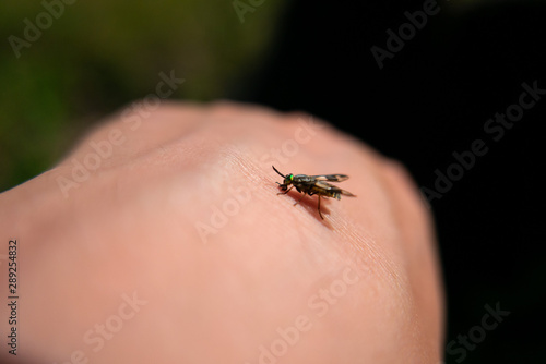 a fly insect bites a human hand