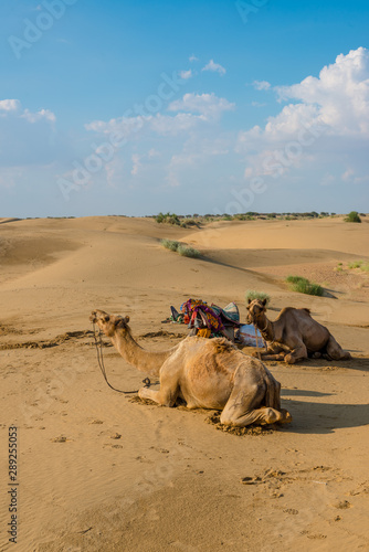 Camels Taking Rest in Thar desert In Jaisalmer