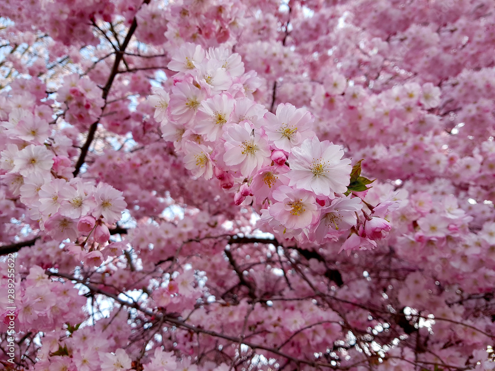 Fototapeta premium Spring flowers of sakura. Cherry blossoms in spring. Nature backgropund. 
