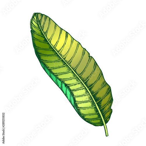 Banana Tropical Exotic Leaf Hand Drawn Vector. Beautiful Flowering Floral Plantain Frond Leaf. Detail Of Beautiful Nature Botanical Food Herb Designed In Retro Style Color Illustration