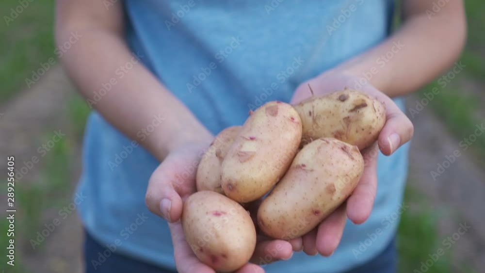 On the field a farmer holds organic potatoes On the field a farmer holds organic potatoes