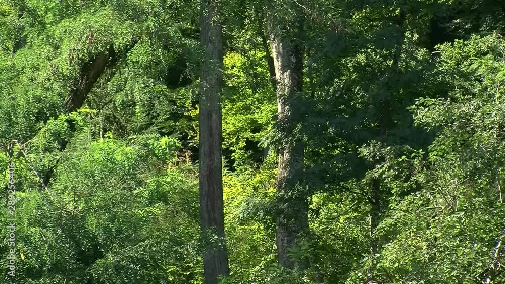 Leicht säuselt der Wind durch den dichten Blätterwald Leicht säuselt der Wind durch den dichten Blätterwald