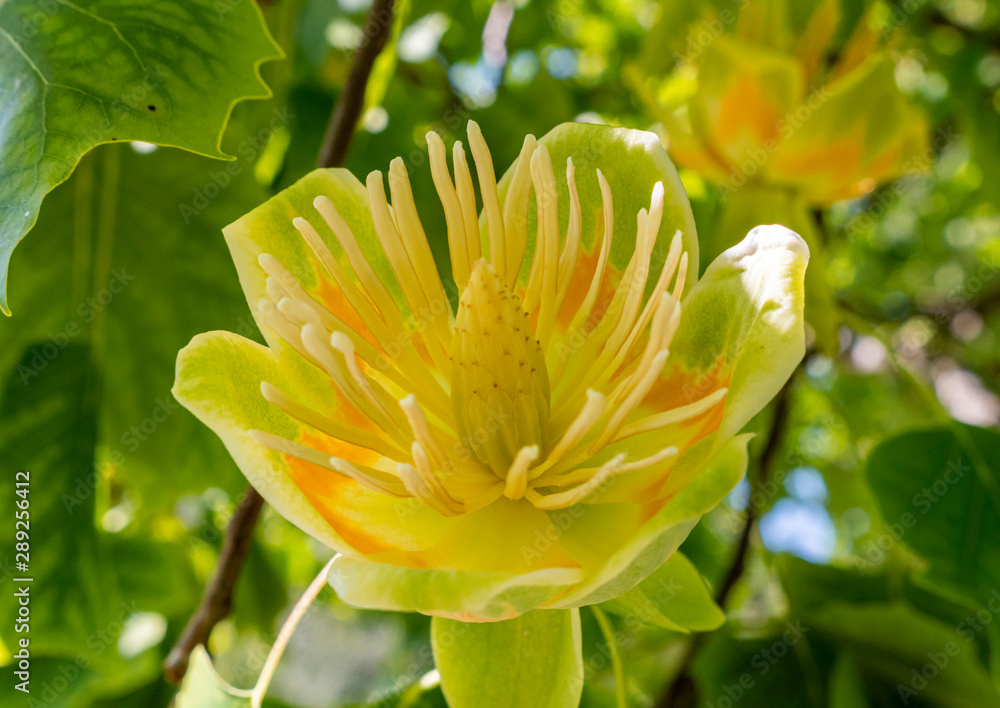 Fototapeta premium Blühender Tulpenbaum (Liriodendron tulipifera)