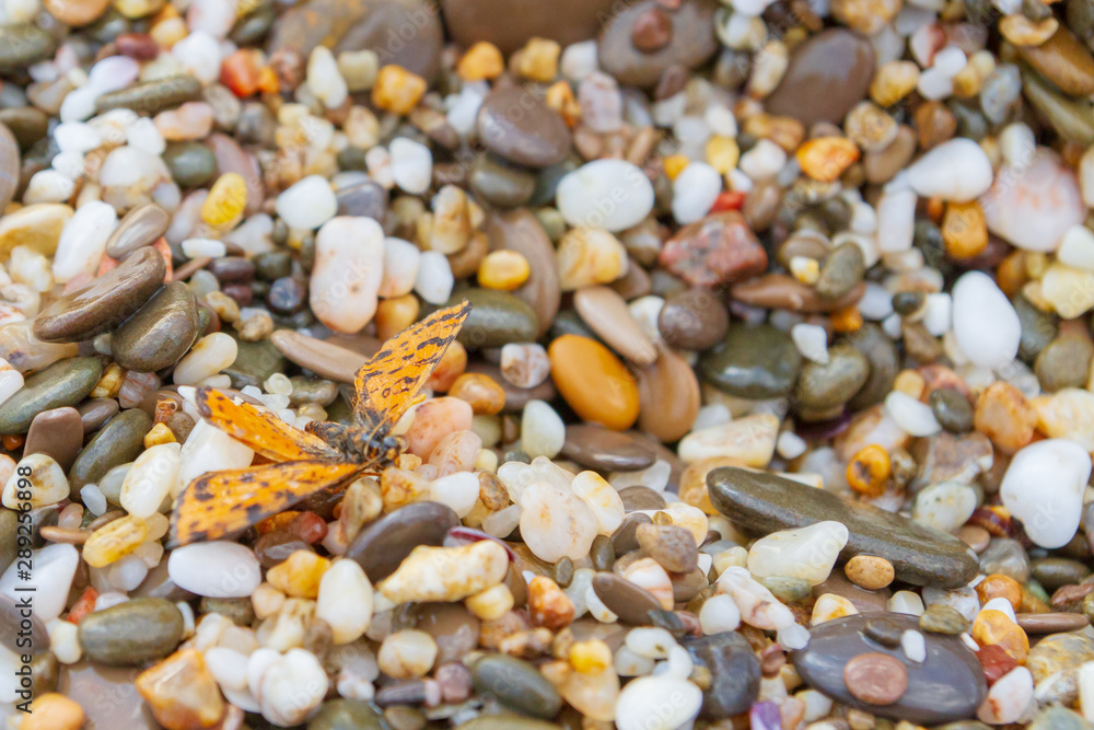 Insect sitting on the beach pebbles near the sea Insect sitting on the beach pebbles near the sea