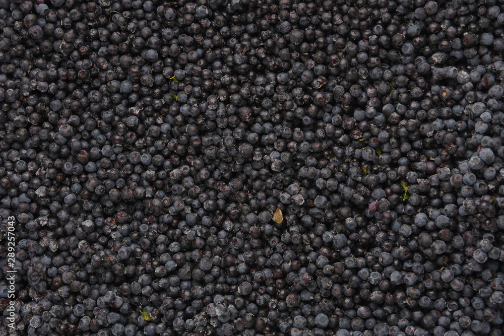 Top view of frozen blueberries.