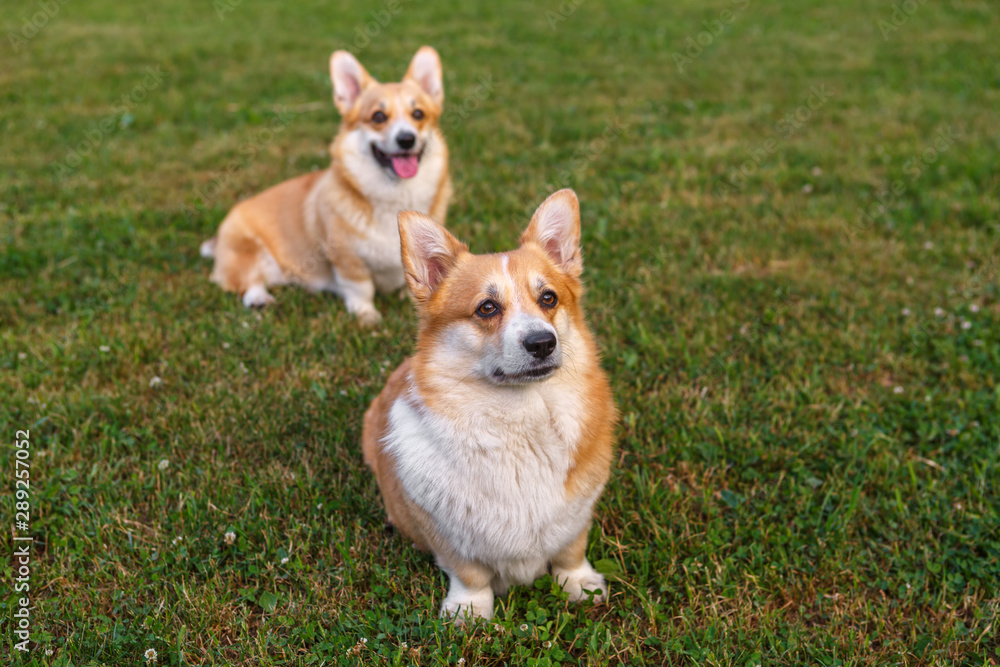 Two dogs Welsh Corgi on the green lawn