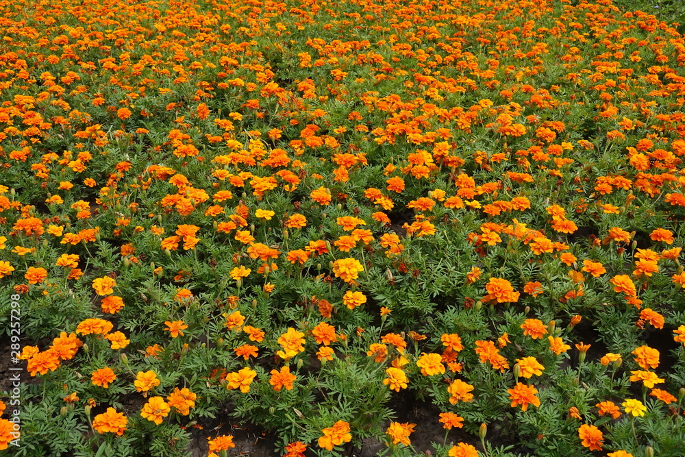 Large number of bright orange flowers of Tagetes patula