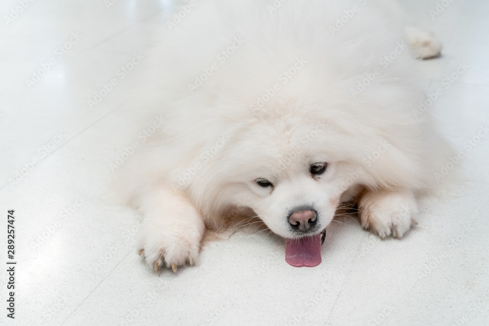 Cute white fluffy Chow Chow young dog, laying down half side ways looking at camera and showing red tongue.