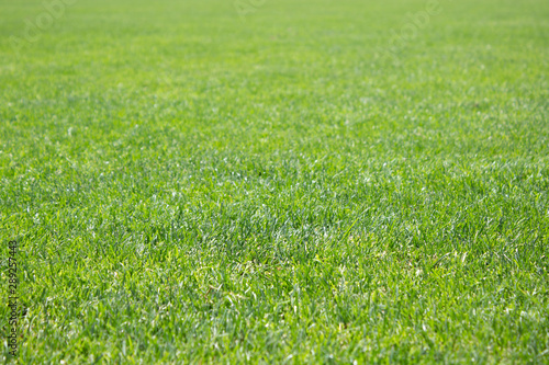 green glass field