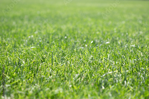 green glass field