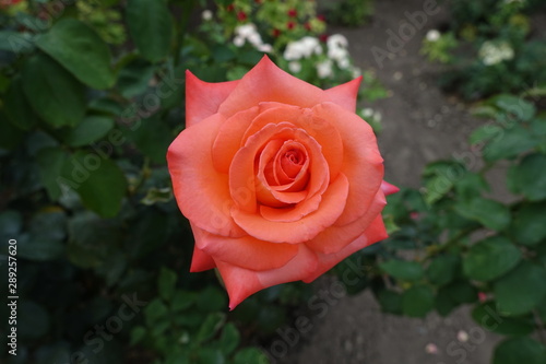 Single salmon pink flower of garden rose