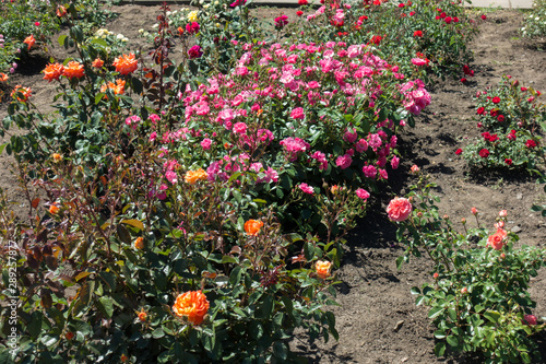 Pink, orange and red rose bushes in the garden