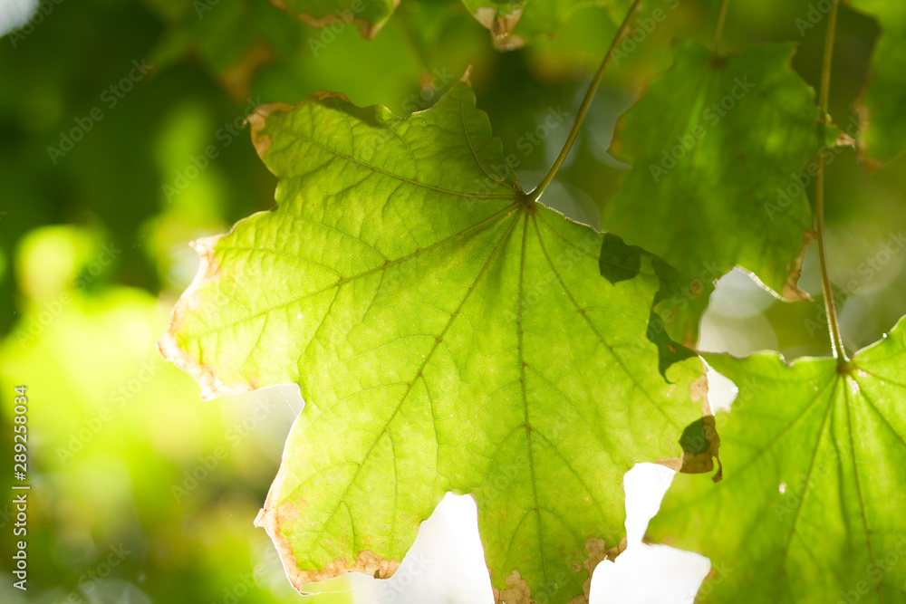 Green leaf with sunlight. Nature background. autumn concept Green leaf with sunlight. Nature background. autumn concept