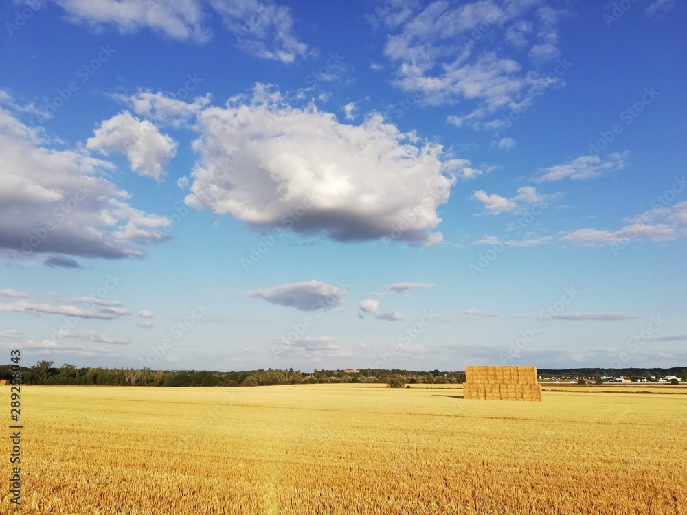 Fototapeta premium gold field and wonderful blue sky