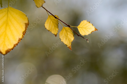 nature light on an yellow autumn leaves . beautiful autumn background 