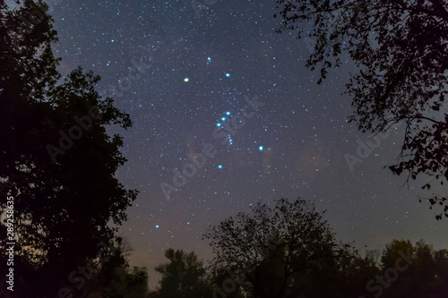 Orion constellation on the night starry sky between dark tree silhouette, outdoor night forest landscape photo