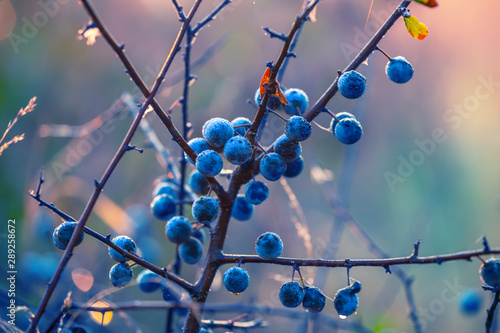 Принти на полотні closeup blackthorn bush in a morning mist and water drop, beautiful autumn natur