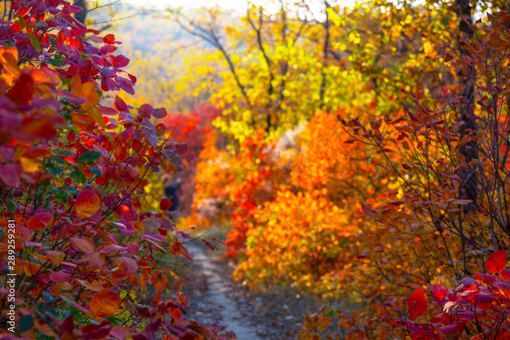 road through varicoloured vivid autumn park, good for natural outdoor background road through varicoloured vivid autumn park, good for natural outdoor background