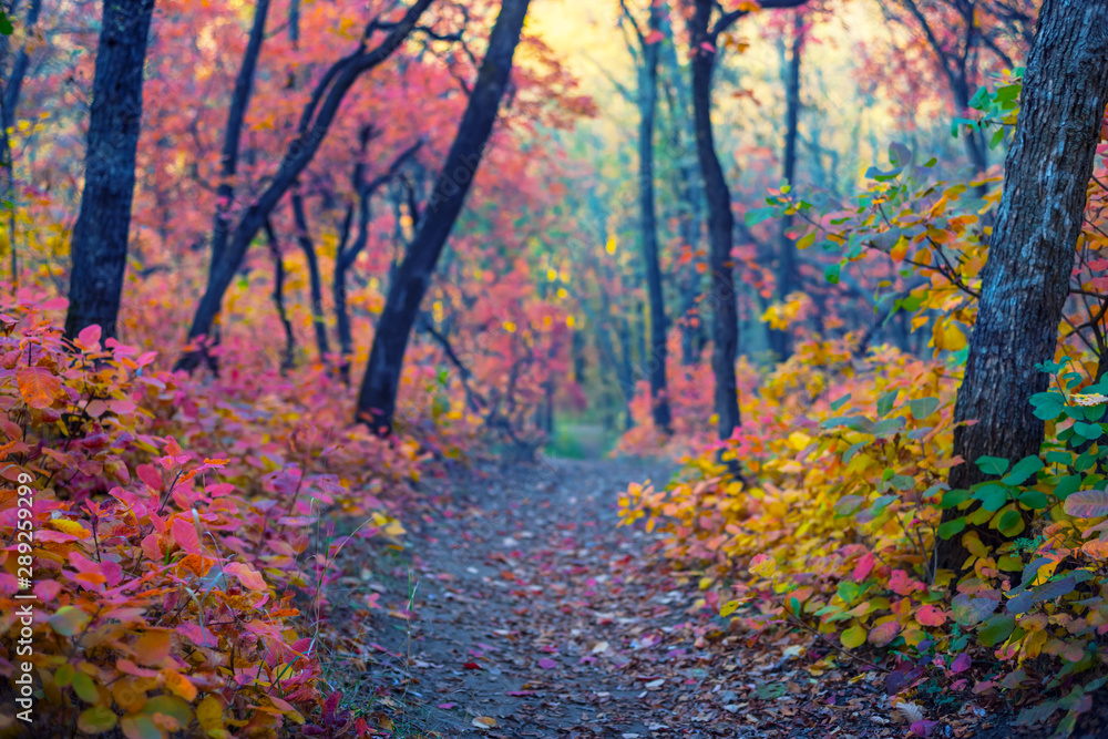 Plakat droga przez różnokolorowy żywy park jesień, dobry na naturalne tło na zewnątrz