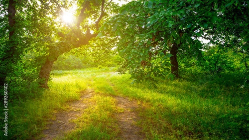 beautiful small forest glade in a sunlight, beautiful green outdoor scene