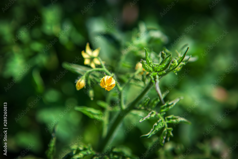 flower of tomato in the garden flower of tomato in the garden