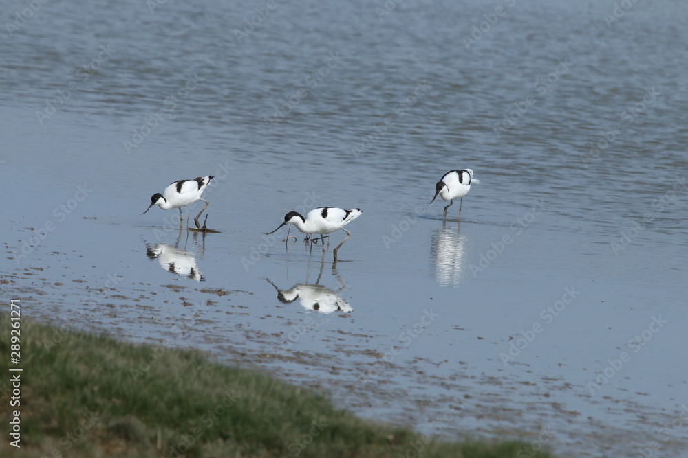 three adult Avocet birds feeding in the water