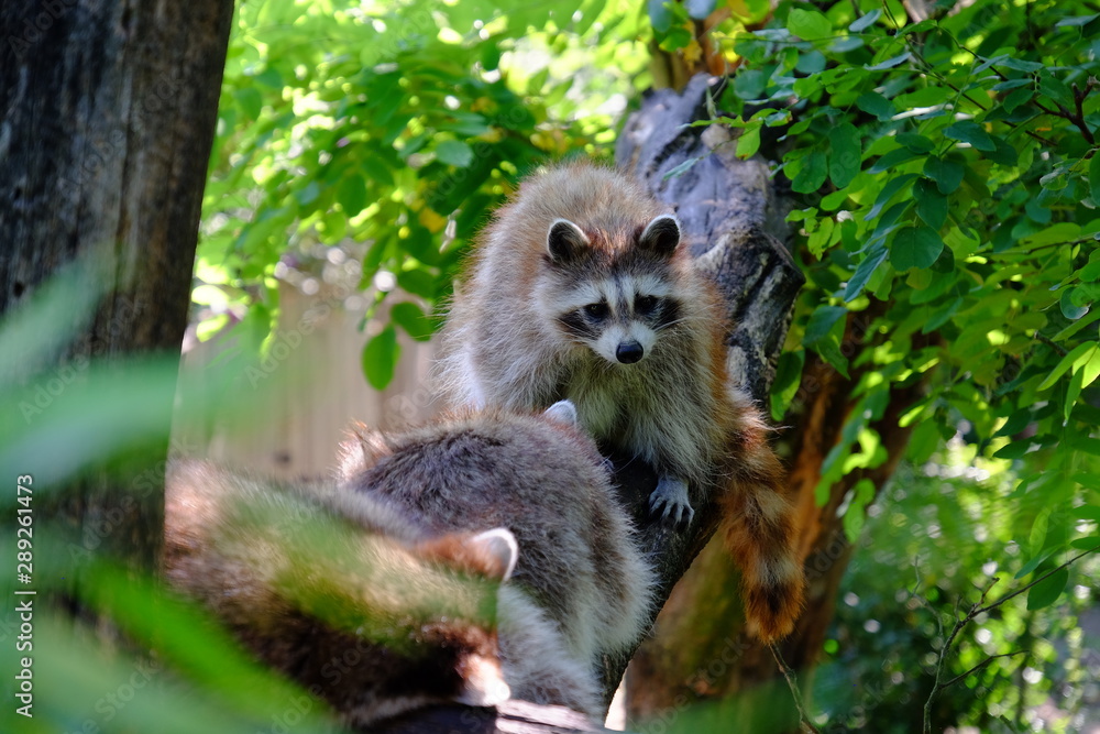 Portrait of a racoon Portrait of a racoon
