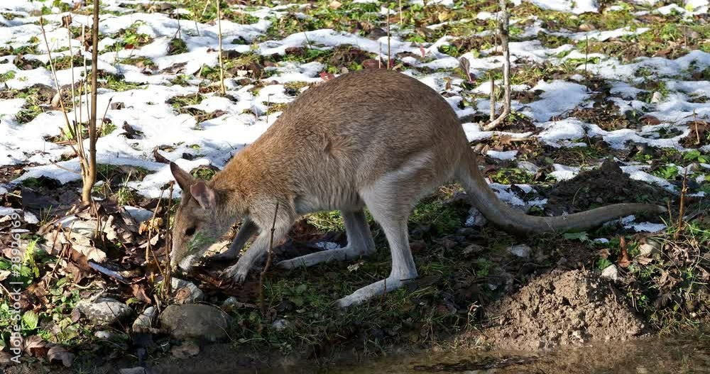 The agile wallaby, Macropus agilis also known as the sandy wallaby, is a species of wallaby found in northern Australia and New Guinea. The agile wallaby, Macropus agilis also known as the sandy wallaby, is a species of wallaby found in northern Australia and New Guinea.