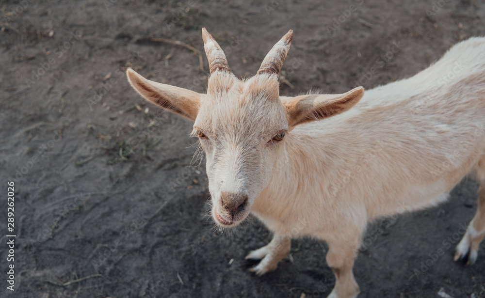 Fototapeta premium A white goat is grazing outdoors in the park.